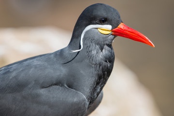 Inka-Seeschwalbe (Inca tern)