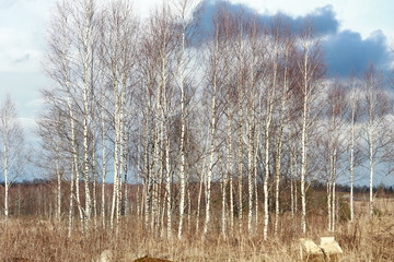 Фон березовой рощи