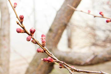 Blossoming of cherry flowers bud in spring time with green leaves, Branch of apricot before flowering in spring