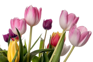 Tulips / beautiful Tulips over a bright background