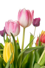 Tulips / beautiful Tulips over a bright background