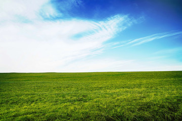 Fototapeta na wymiar Green meadow with fresh grass with blue sky