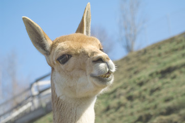 Vicuna