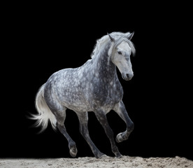Plakat isolate of a gray horse run on the black background