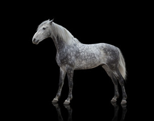 Fototapeta na wymiar isolate of a gray horse stay on the black background