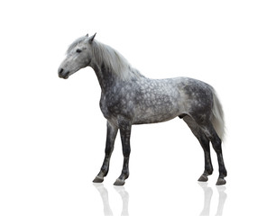 Obraz na płótnie Canvas isolate of a gray horse stay on the white background