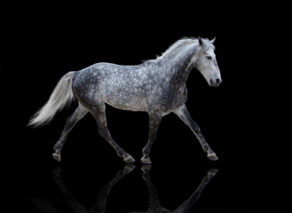 Plakat isolate of a gray horse go on the black background