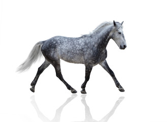 isolate of a gray horse go on the white background