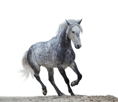 isolate of a gray horse run on the white background