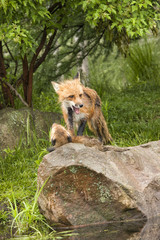Fototapeta na wymiar Red Foxes Play Fighting