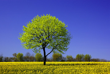 Maibaum