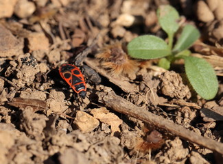 Pyrrhocoris apterus