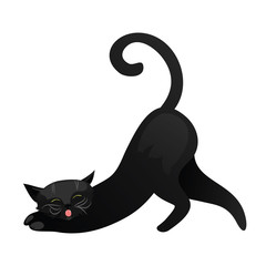 Black cat isolated on white background.