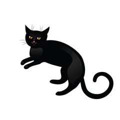 Black cat isolated on white background.
