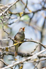 Thrush Nightingale (Luscinia luscinia)