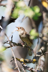 Thrush Nightingale (Luscinia luscinia)