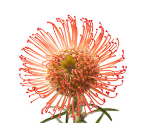 red protea flower