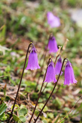 Zwerg-Soldanellen im Sommer auf der Blumenwiese