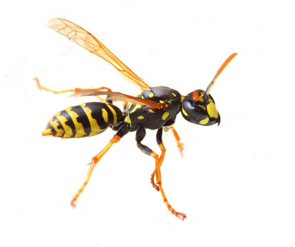 Yellow Jacket Wasp on white background. Close up with shallow DOF. 
