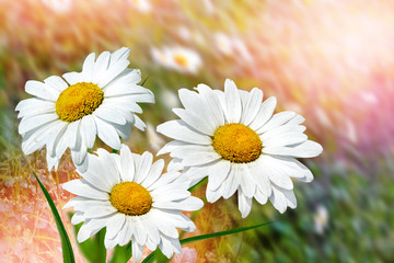 Wildflowers daisies. white chamomile flowers