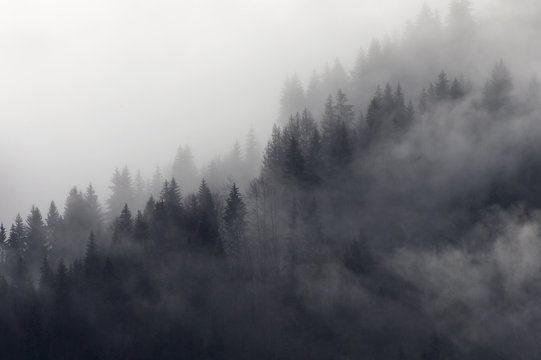Misty forest, Murren, Bernese Oberland, Switzerland
