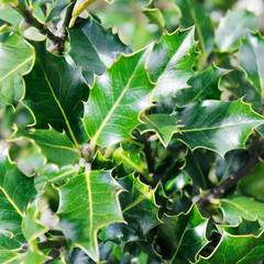 mistletoe plant background