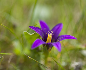 Flora of Gran Canaria - flowering Romulea