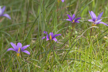 Flora of Gran Canaria - flowering Romulea