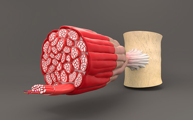 On gray background shows the structure of the muscle cross-sectional sectional anatomy of the...
