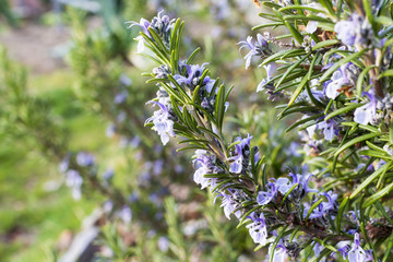 close-up of rosemary plant with flowers