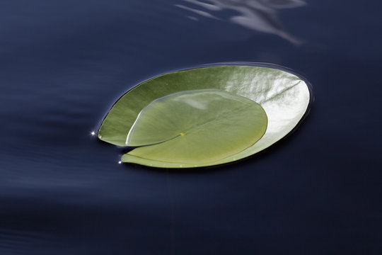 Nymphaea tetragona lily pad on lake