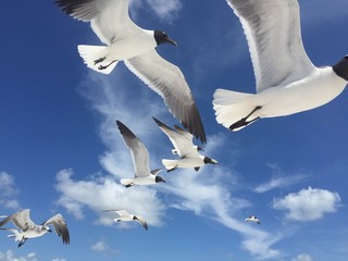 Seagulls Flying