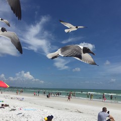 Seagulls in Flight at Siesta Keys