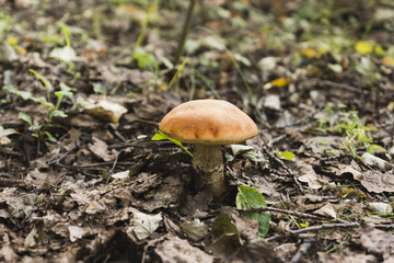 Boletus growing in the forest.