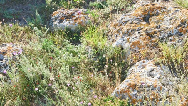 Steppen Grass Field Waves Moved by Summer Wind. Fresh grass fluttering in wind on   Crimean peninsula
