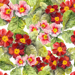 Primrose- primula, - spring flowers. Seamless floral pattern. Watercolor 