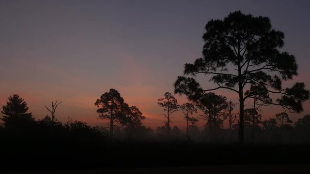 4K Pine Forest Morning Twilight 1