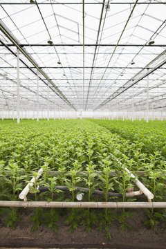 Rows of plants growing in greenhouse