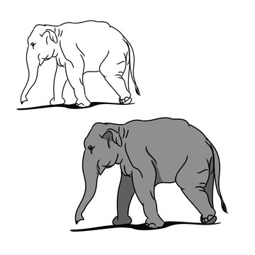 Grey big elephant (for coloring) 02