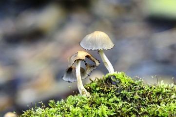 Small Fall Fungi