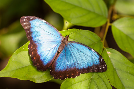 A beautiful Peleides Blue Morpho butterfly sitting on a leaf, Belize