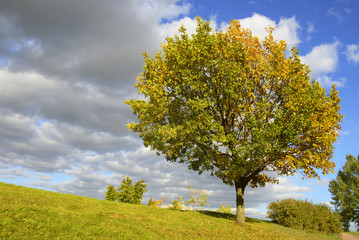 Fototapeta na wymiar Golden Oak in autumn park
