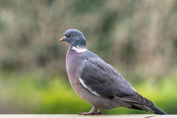 Common wood pigeon