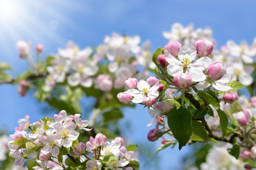 Frühling 370 © K.-U. Häßler