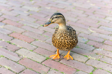 small wild duck on a pavement