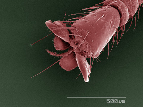 Coloured SEM of louse fly (Hippoboscidae) tarsus
