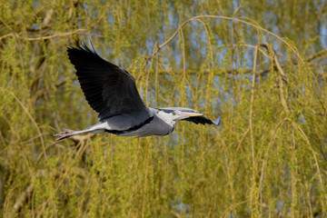 Grey Heron, Ardea cinerea