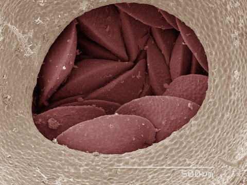 Coloured SEM of liverwort gemma