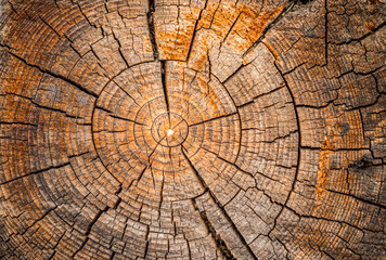 Old weathered spruce tree trunk - obrazy, fototapety, plakaty