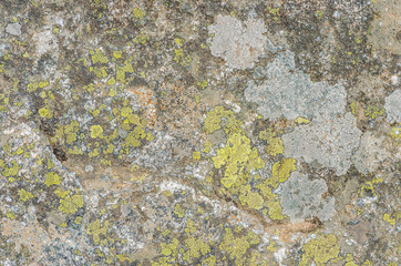 Granite rock covered with lichen